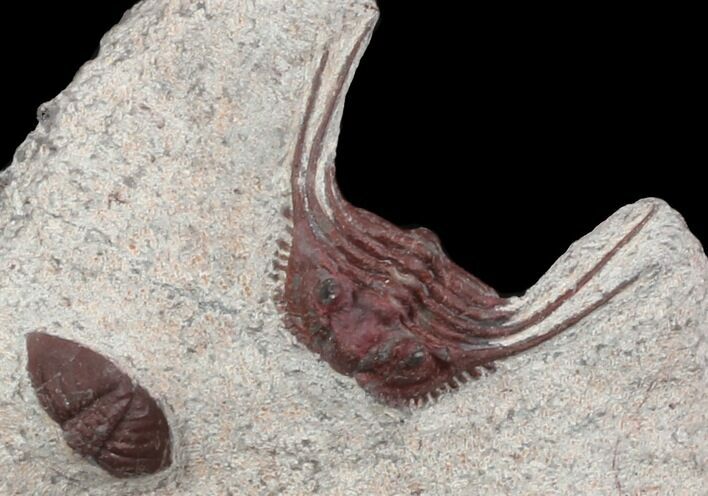 Red Leonaspis Trilobite - Hmar Laghdad, Morocco #47331